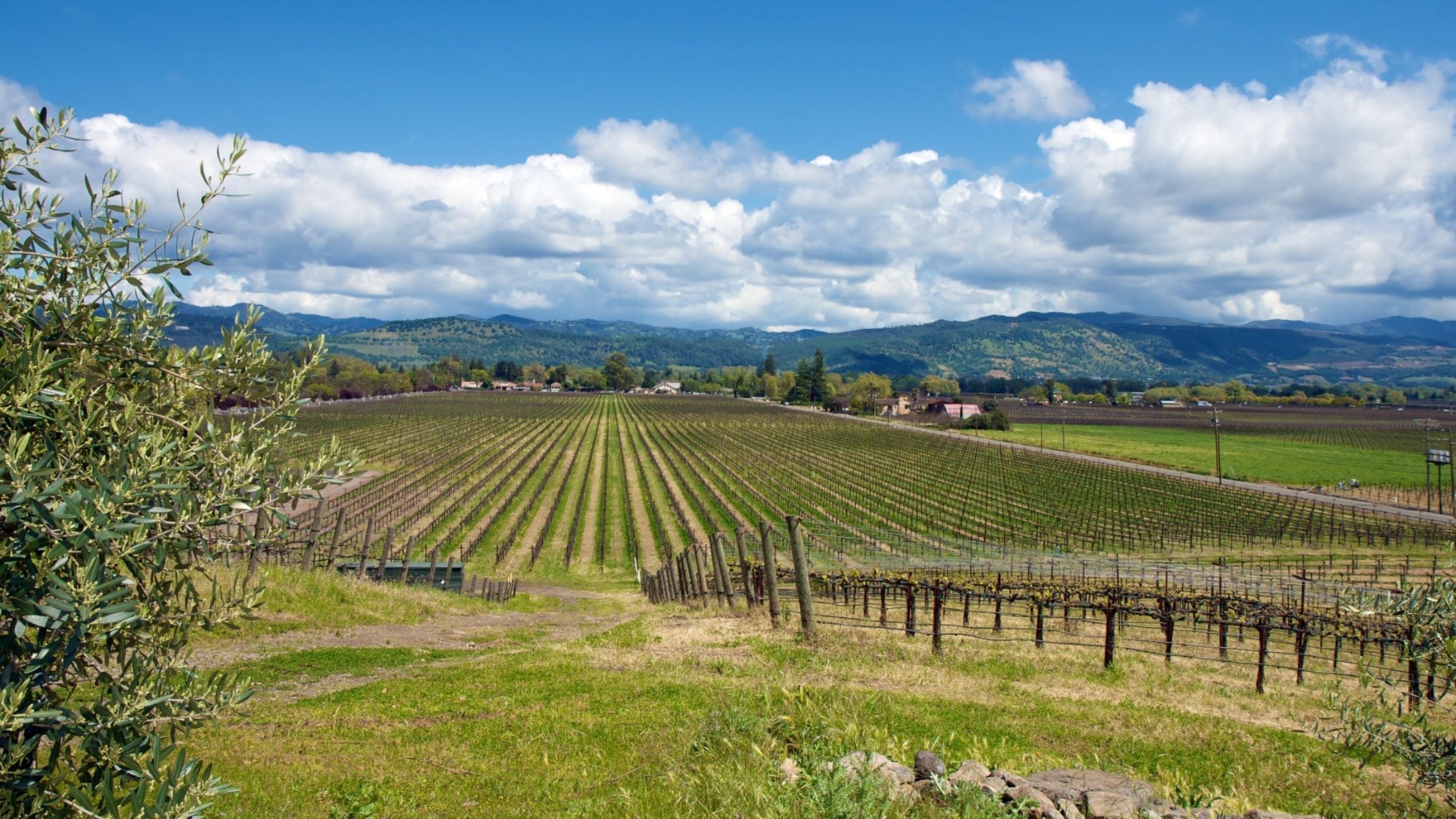 Italiens Weinlandschaften: Eine visuelle Reise durch die Regionen