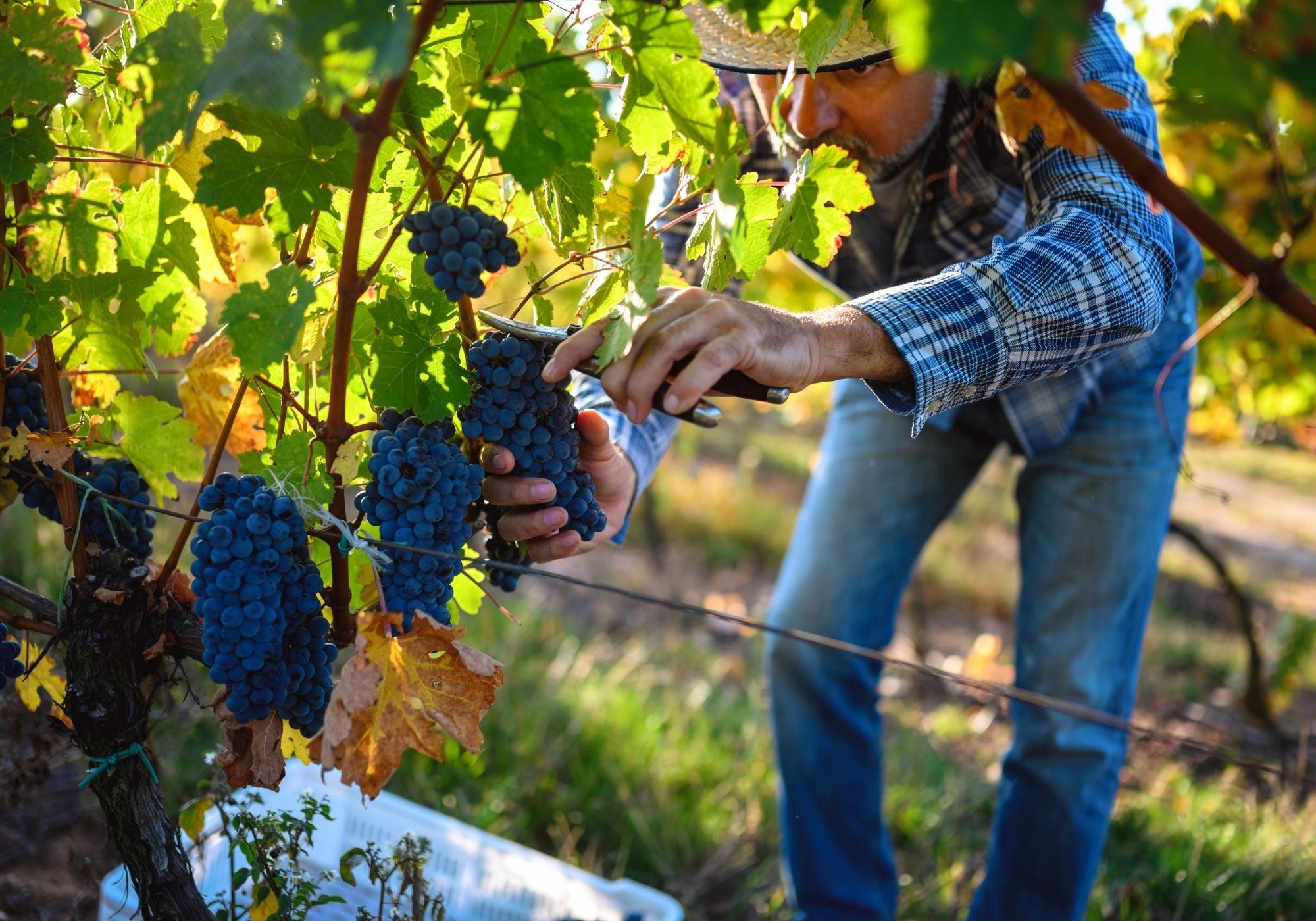 Winzer bei der Weinlese, der Trauben von Hand erntet.